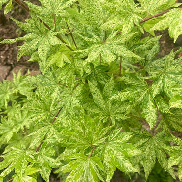 Acer sieboldianum 'Kumoi nishiki' Variegated Japanese Maple (Pre-Order) - Maple Ridge Nursery